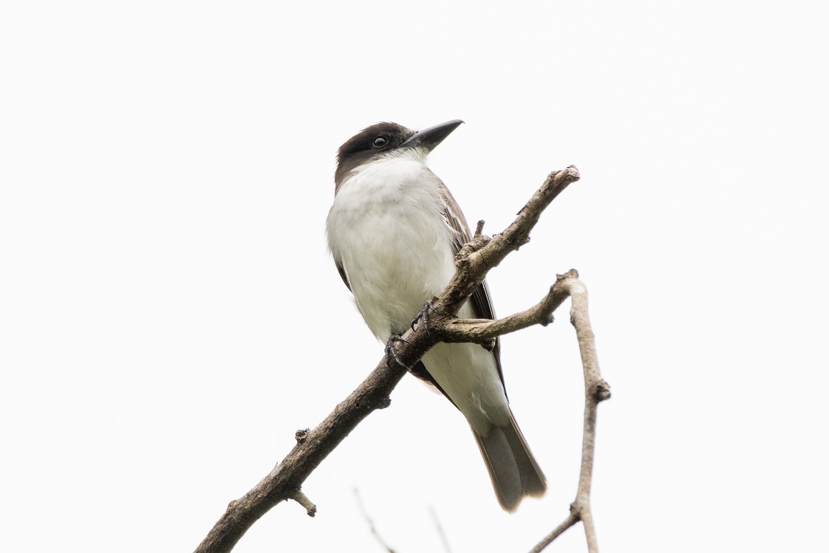 Giant Kingbird - ML635622120