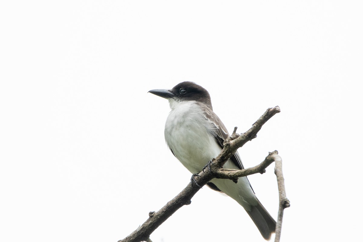 Giant Kingbird - ML635622122