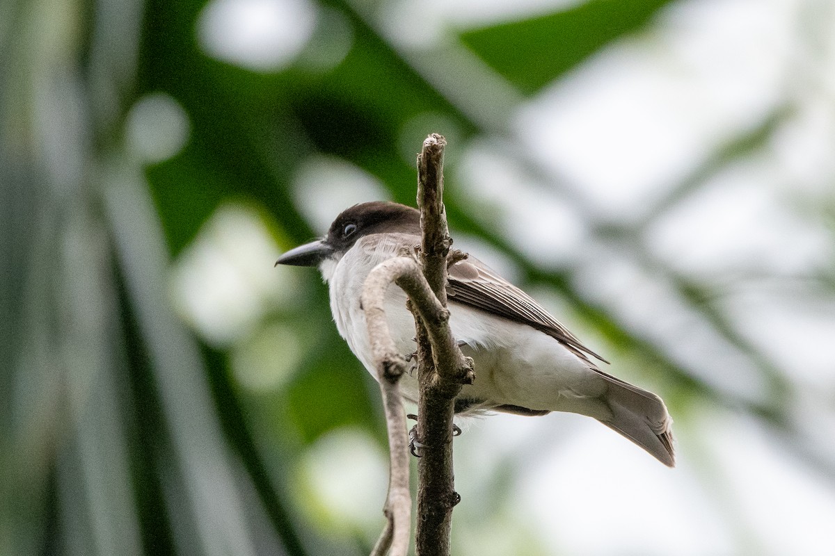 Giant Kingbird - ML635622126
