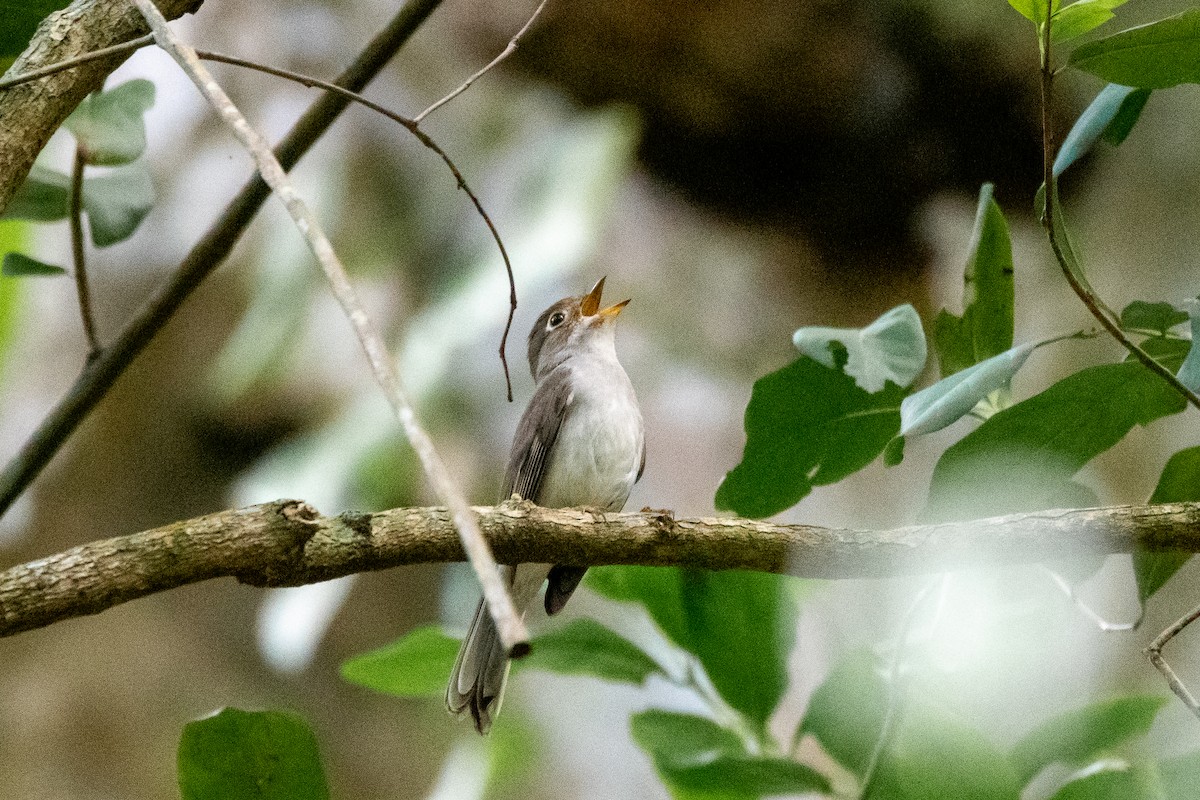 Solitaire de Cuba - ML635622153