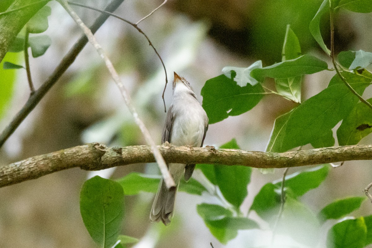 Solitaire de Cuba - ML635622154