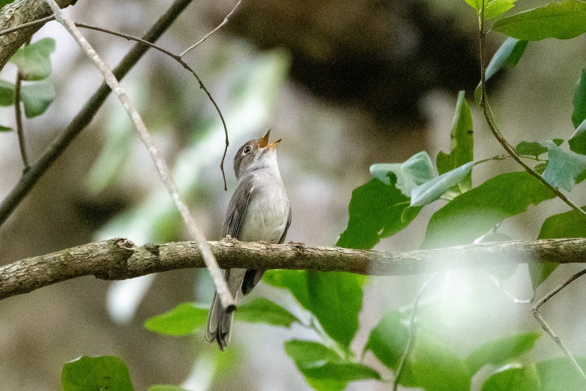 Solitaire de Cuba - ML635622155