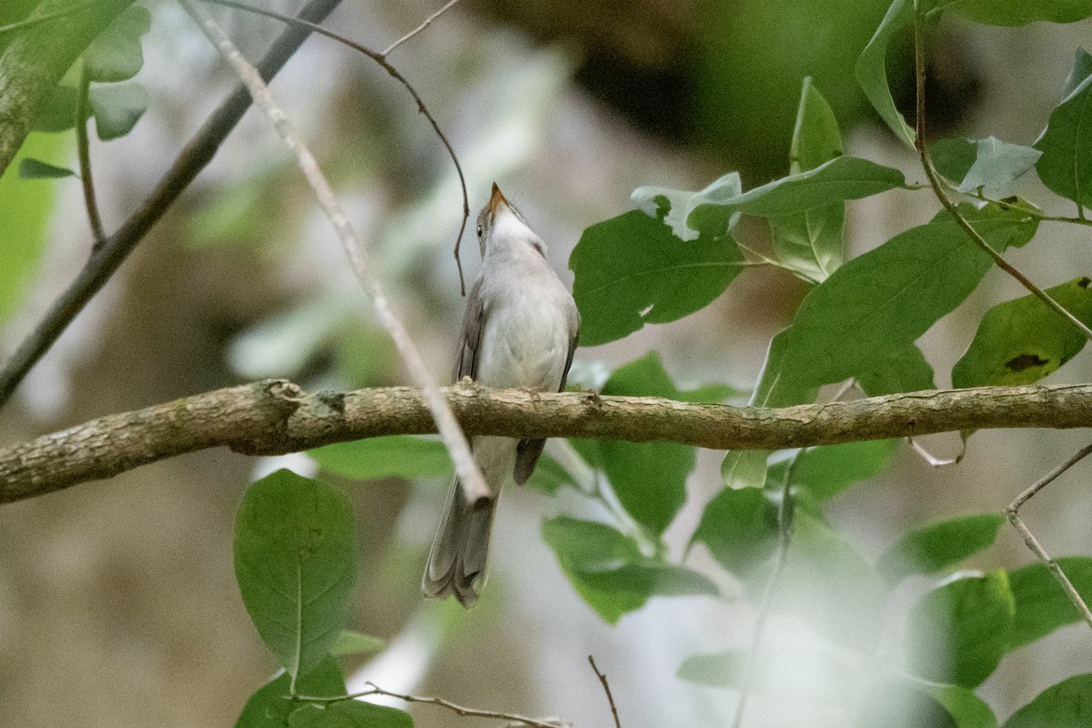 Solitaire de Cuba - ML635622156