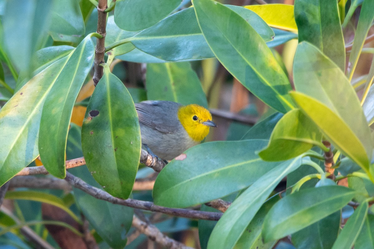 Yellow-headed Warbler - ML635622194