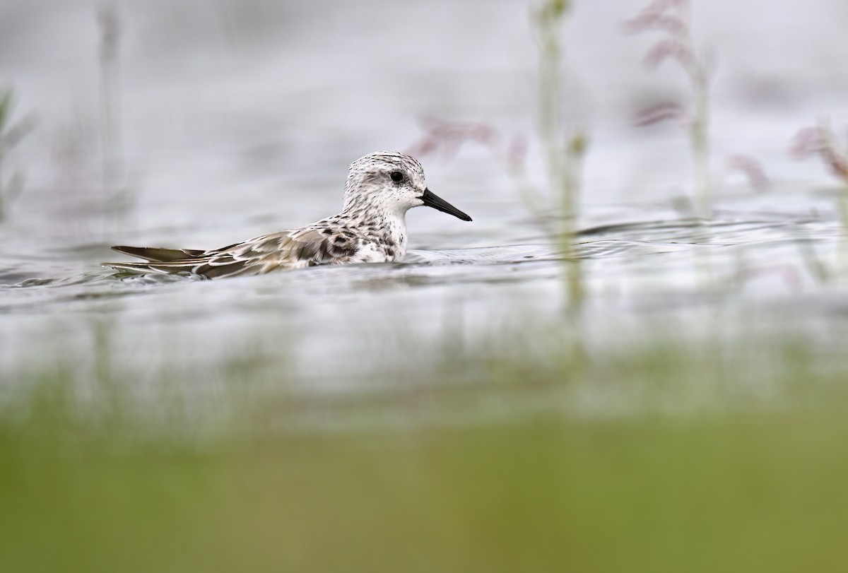 Sanderling - ML635622211