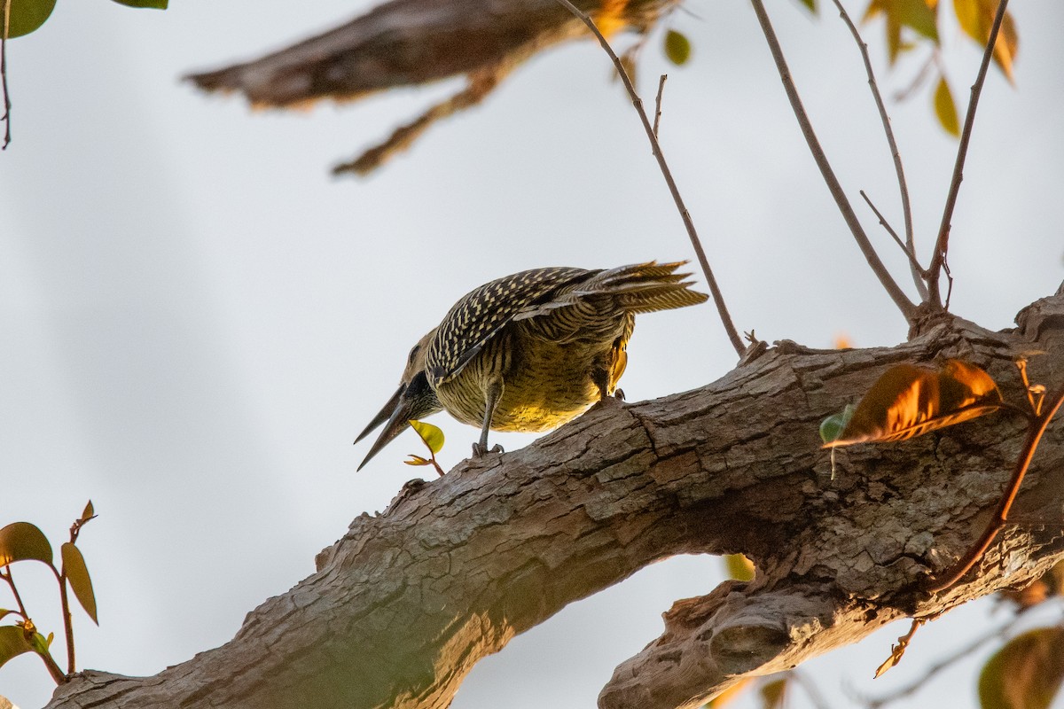 Fernandina's Flicker - ML635622284