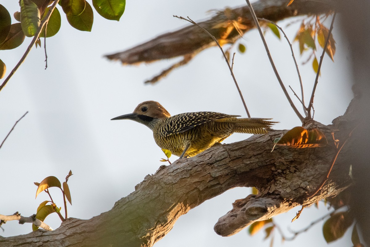 Fernandina's Flicker - ML635622290