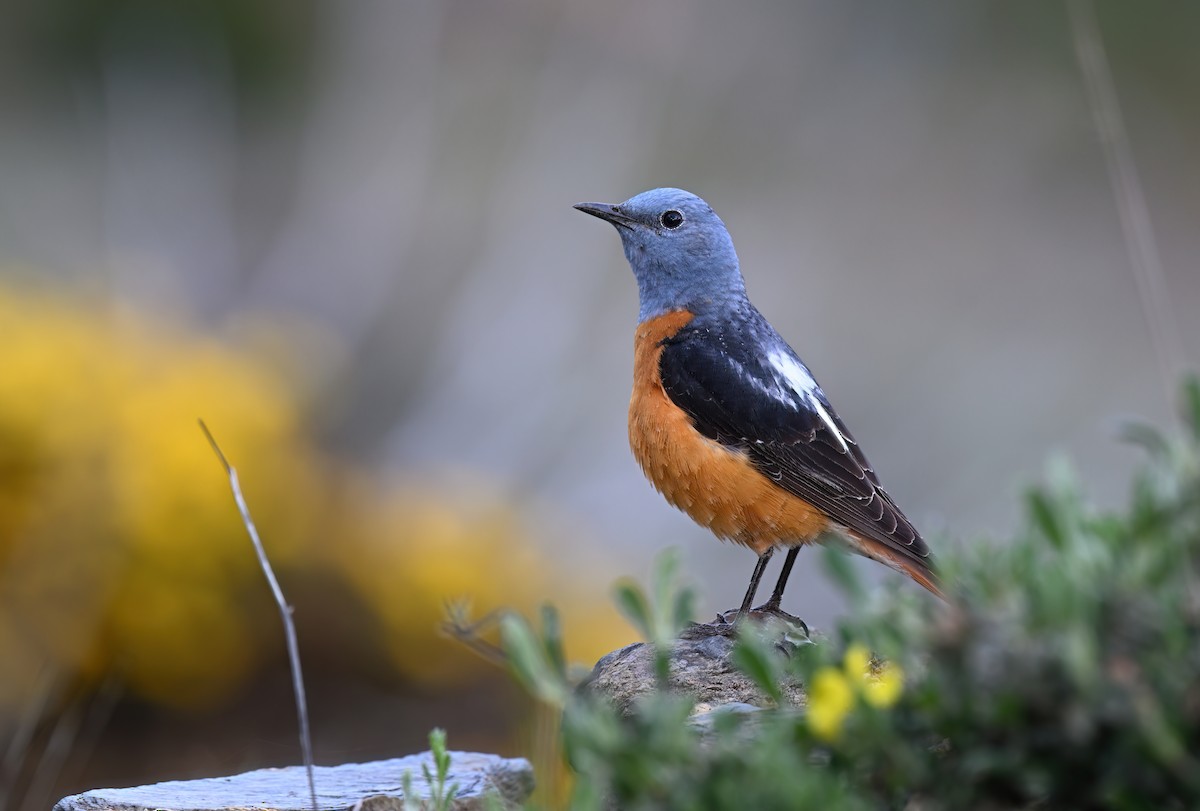 Rufous-tailed Rock-Thrush - ML635622332