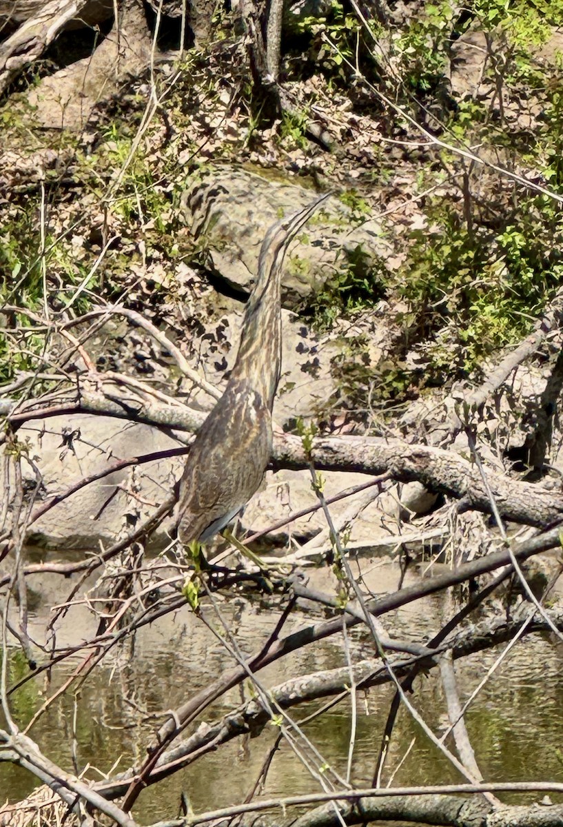 American Bittern - ML635622422
