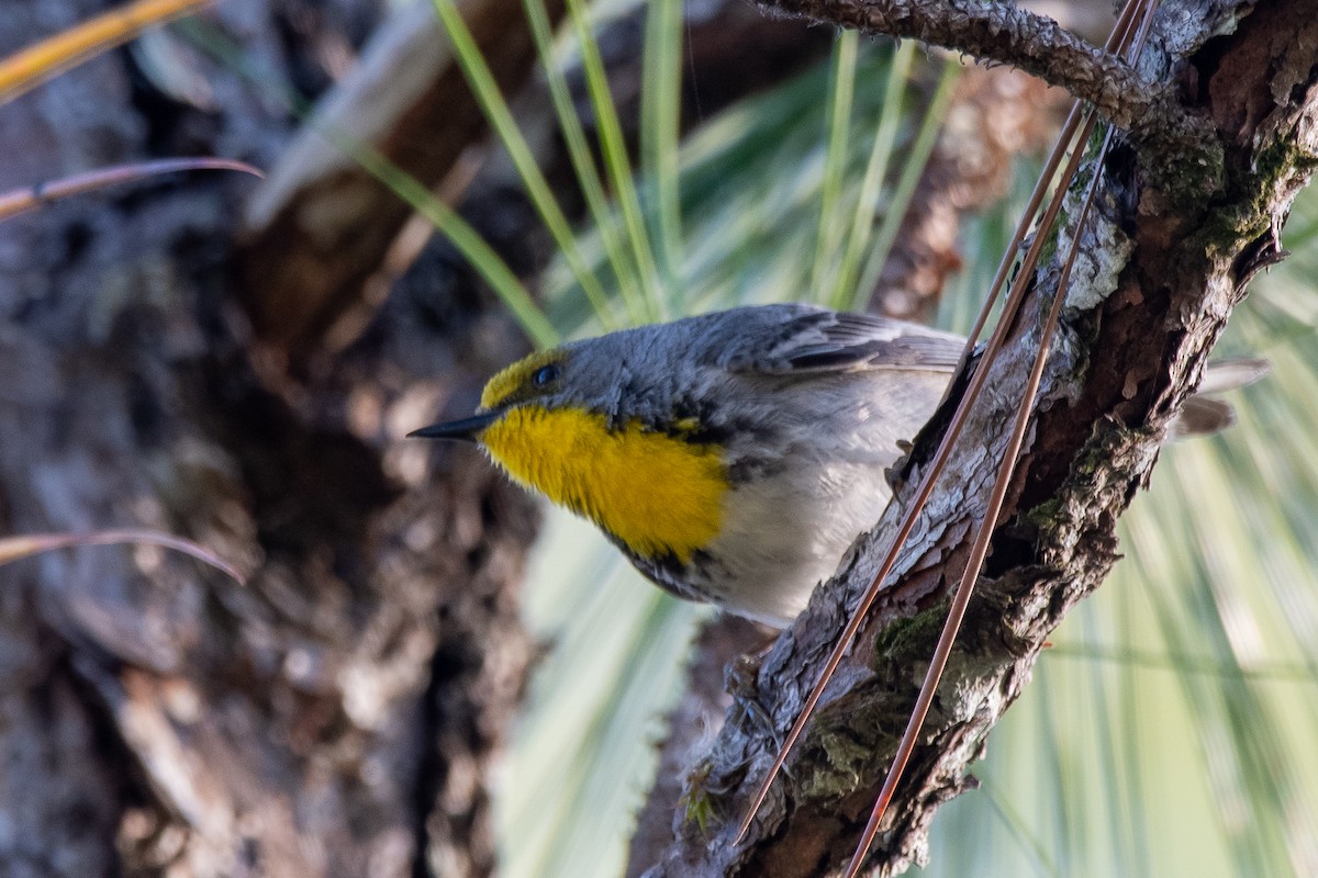 Olive-capped Warbler - ML635622435