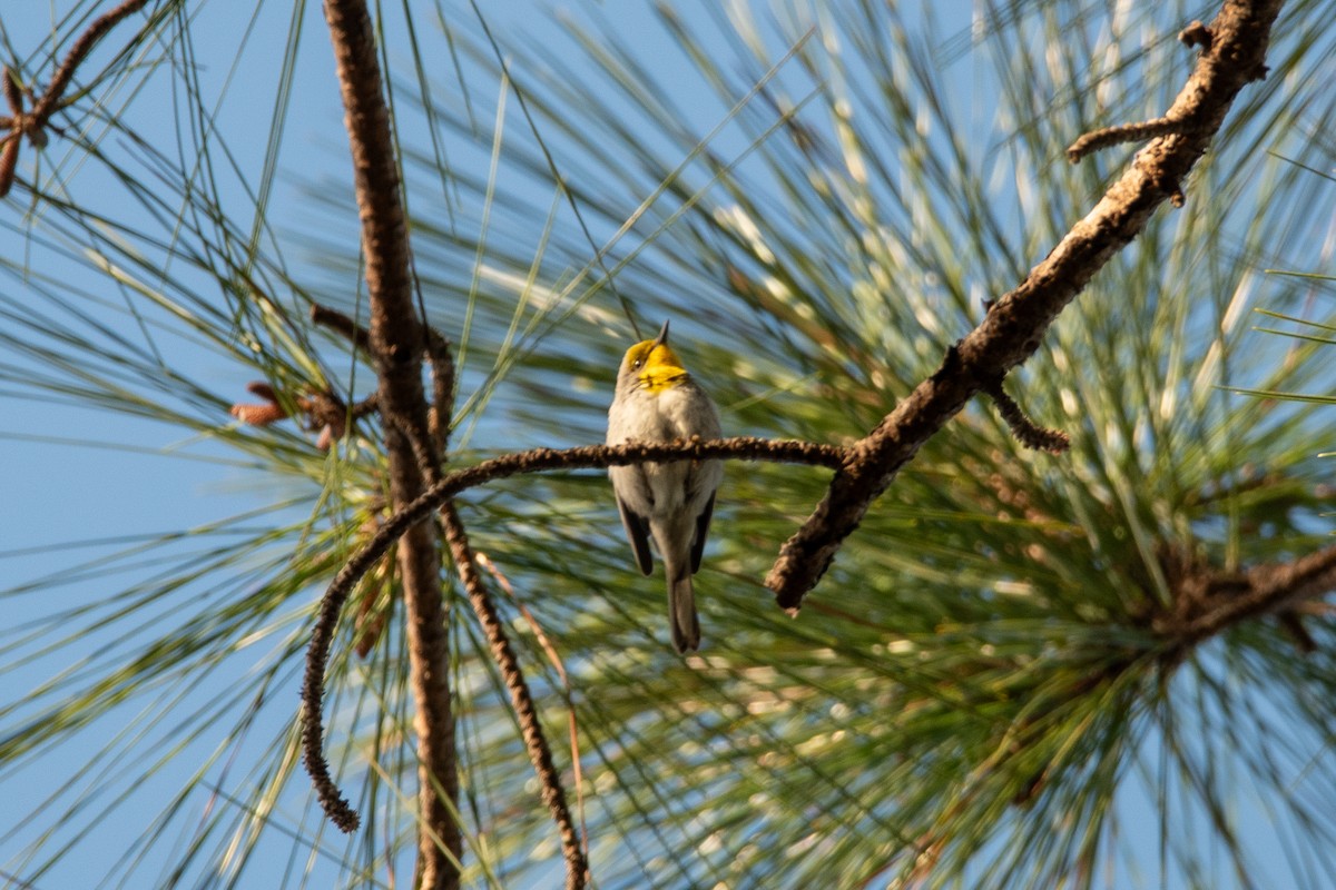 Olive-capped Warbler - ML635622436