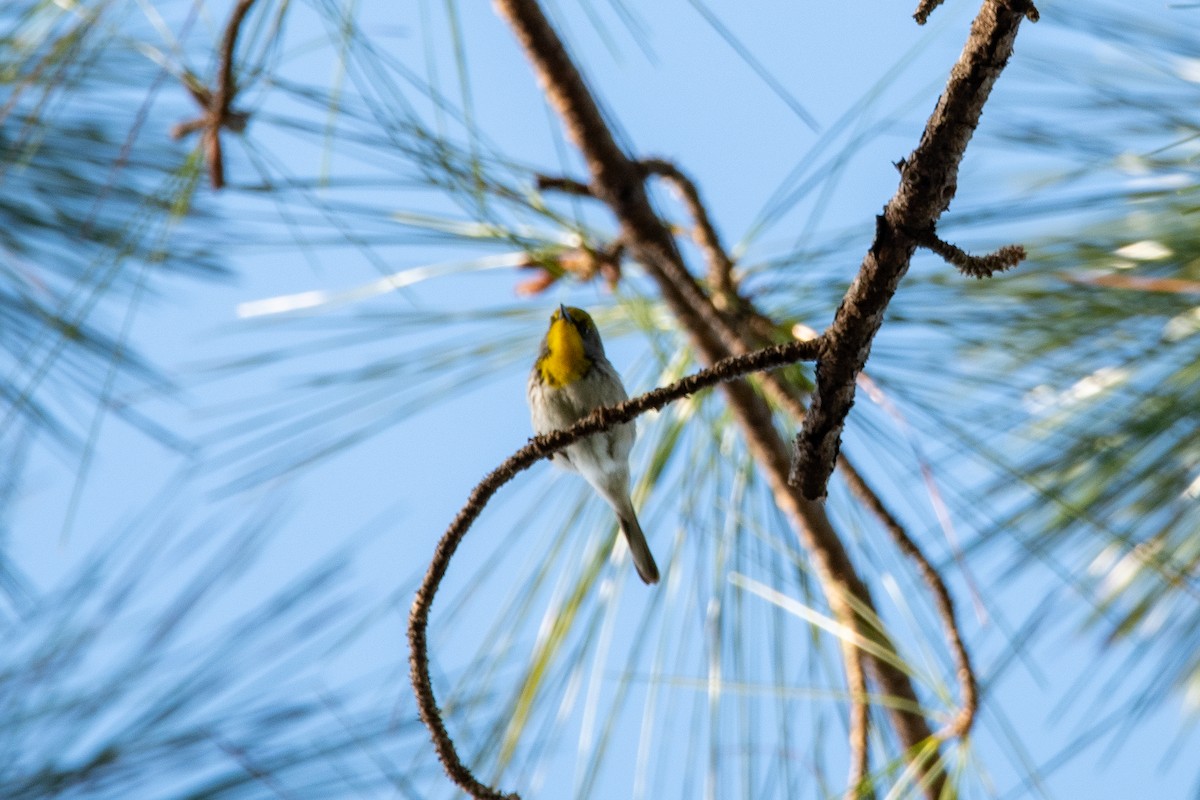 Olive-capped Warbler - ML635622437