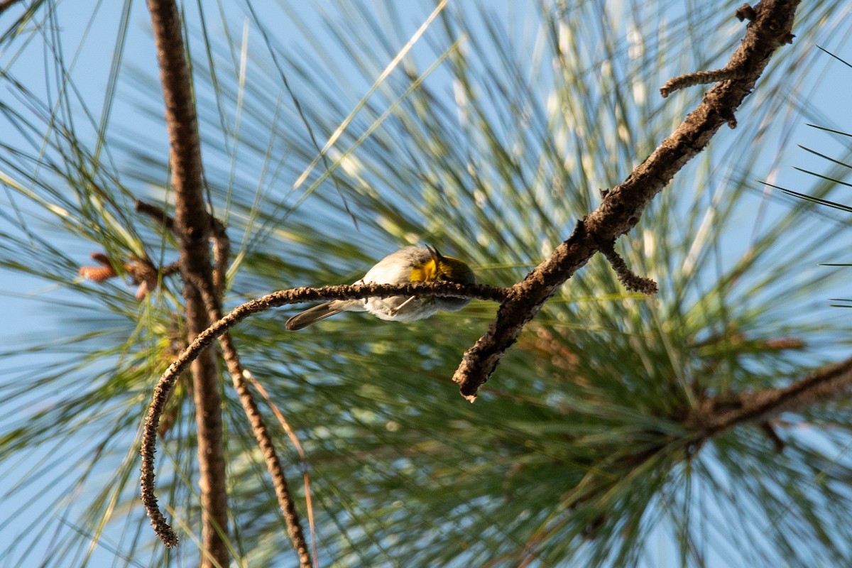 Olive-capped Warbler - ML635622438