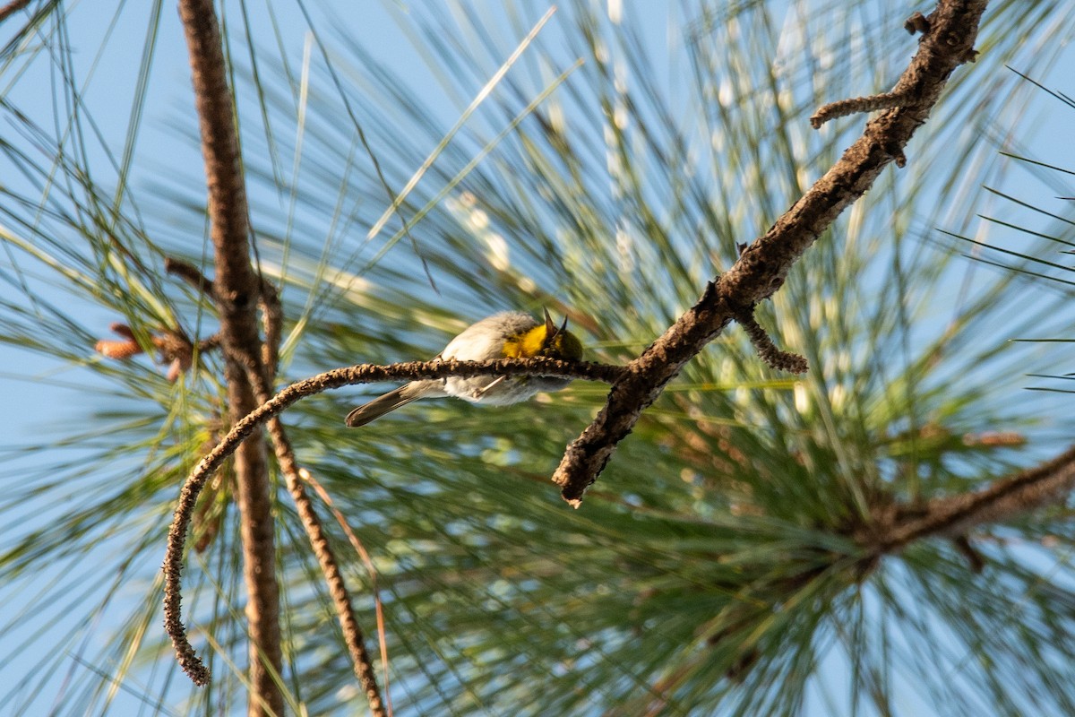 Olive-capped Warbler - ML635622439