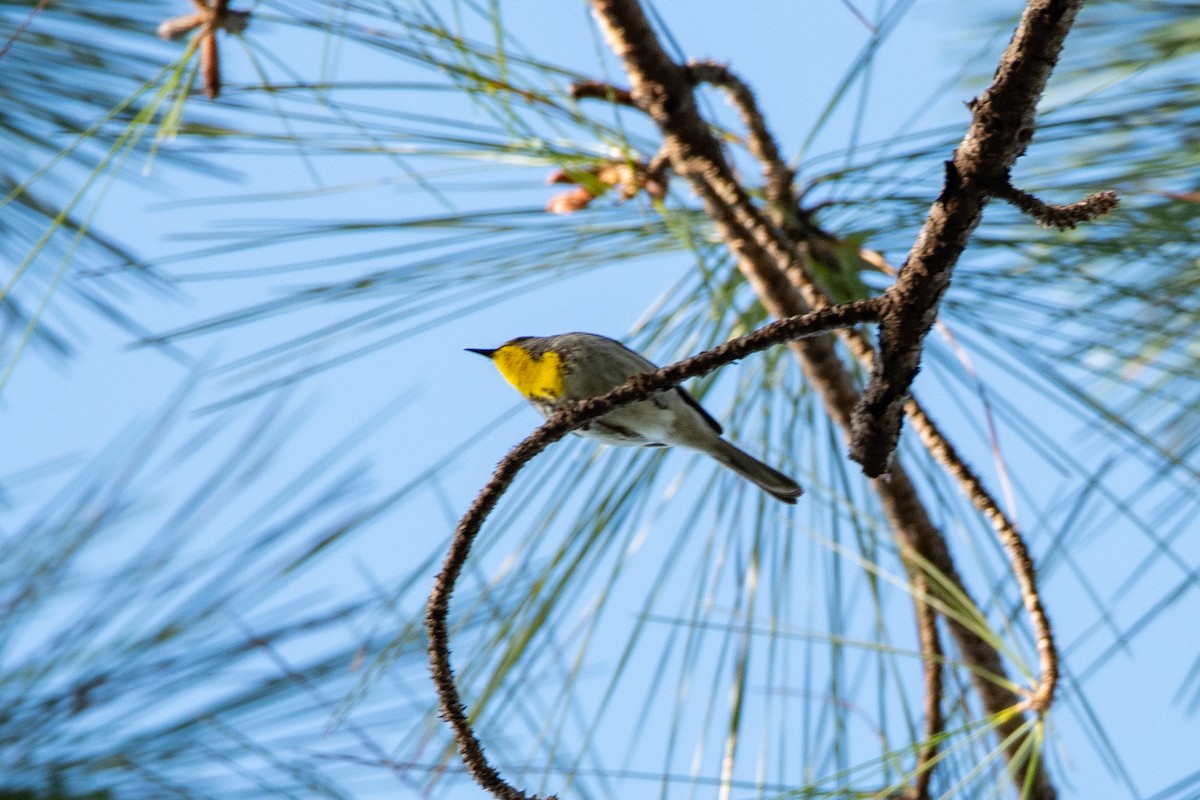 Olive-capped Warbler - ML635622442