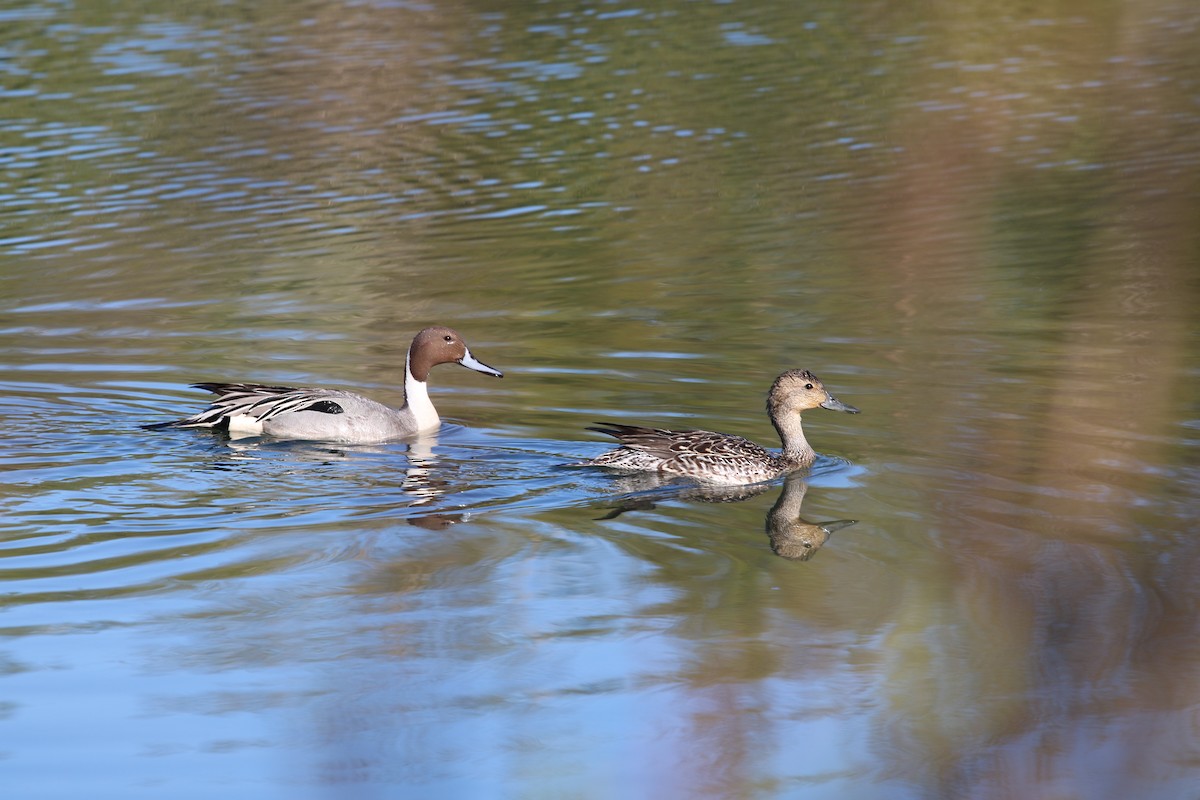 ostralka štíhlá - ML635622517