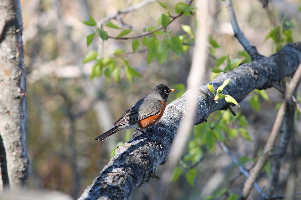 drozd stěhovavý - ML635622564