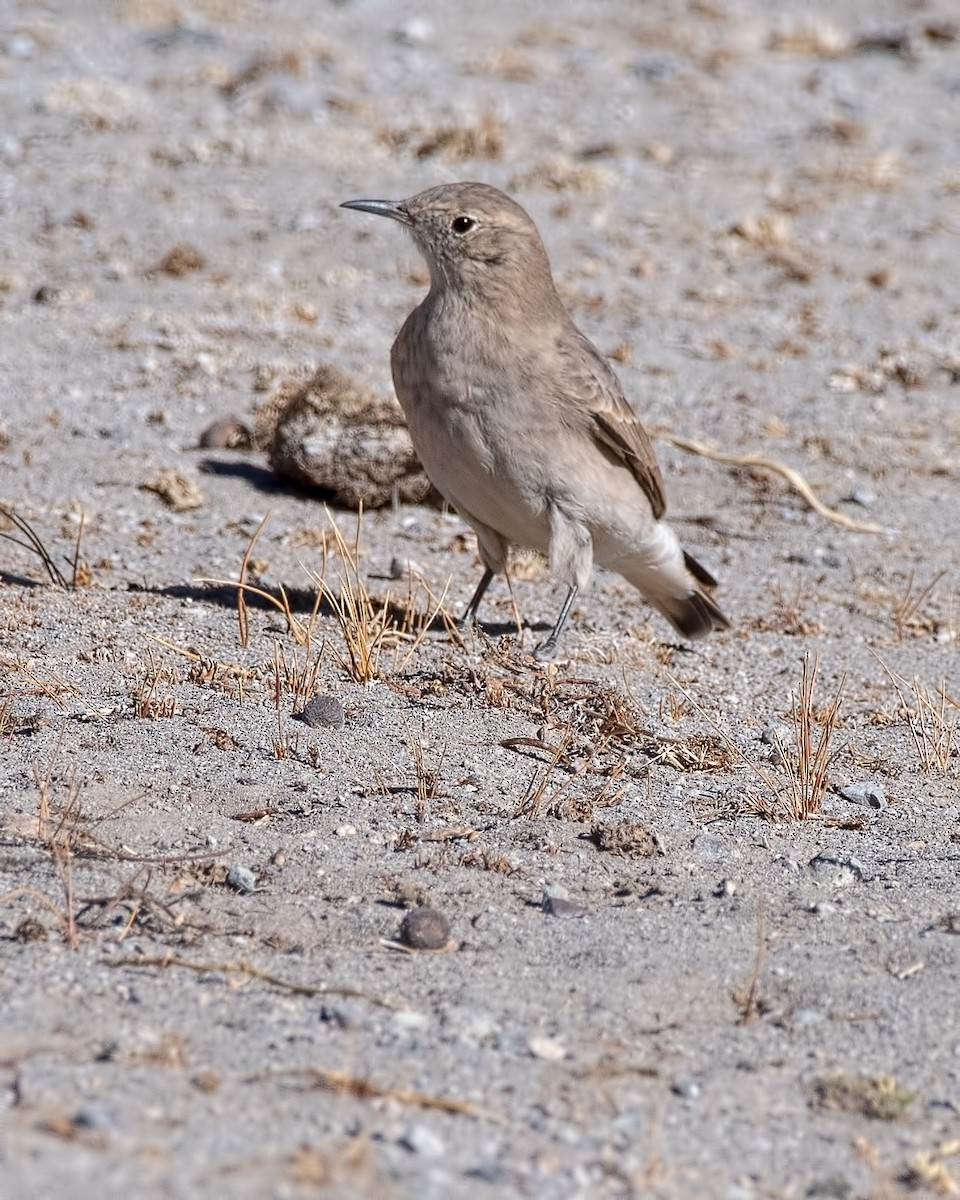 Creamy-rumped Miner - ML635622682