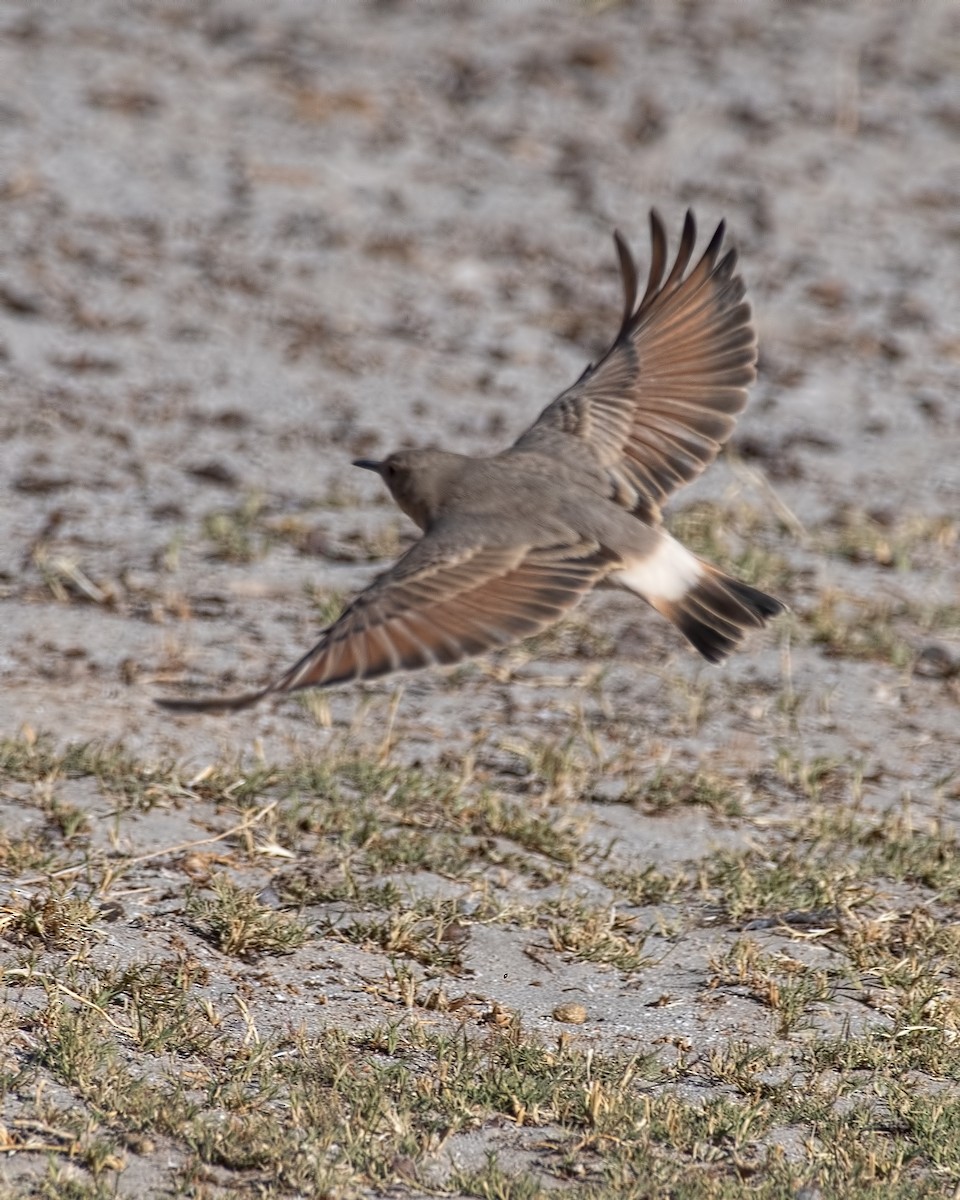 Creamy-rumped Miner - ML635622683