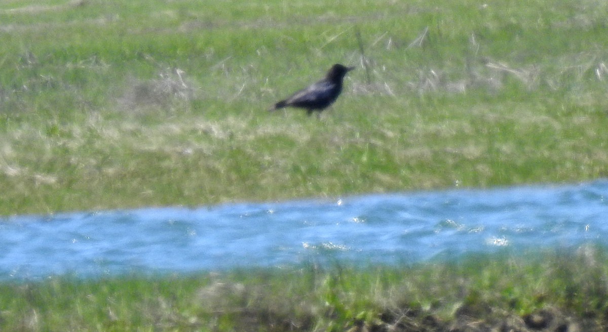 Fish Crow - ML635622699