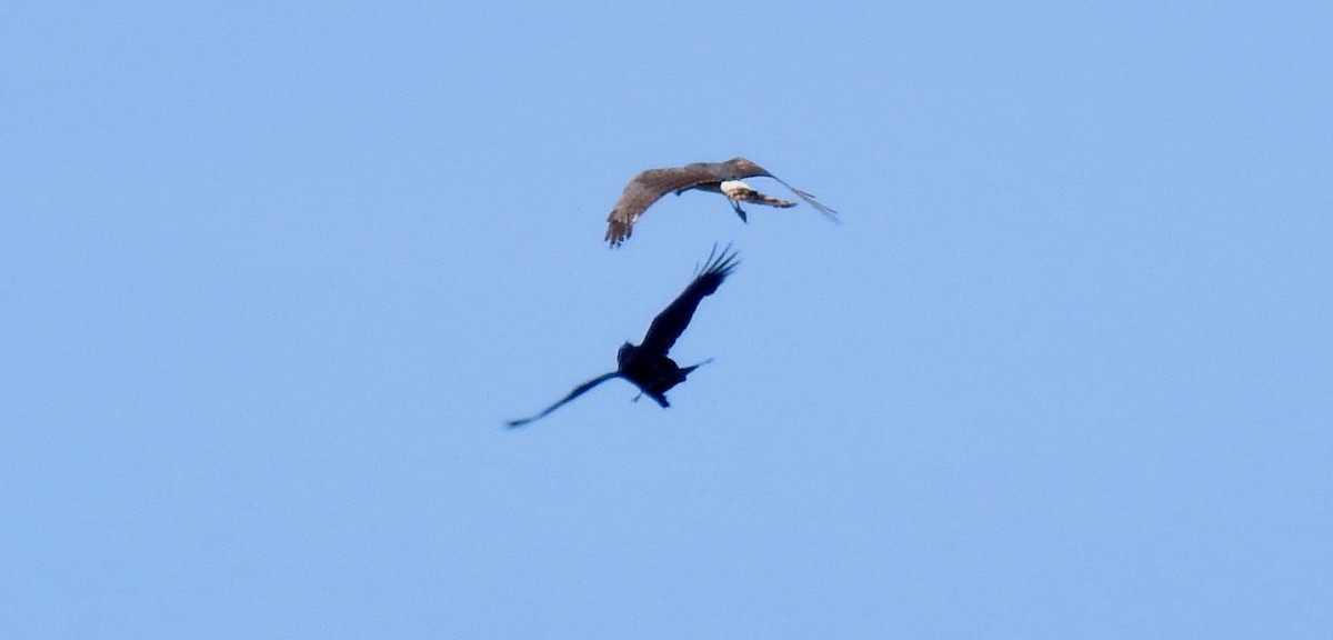 Fish Crow - ML635622704