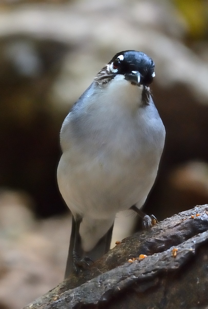 Black-headed Sibia (Lang Bian) - ML635622837
