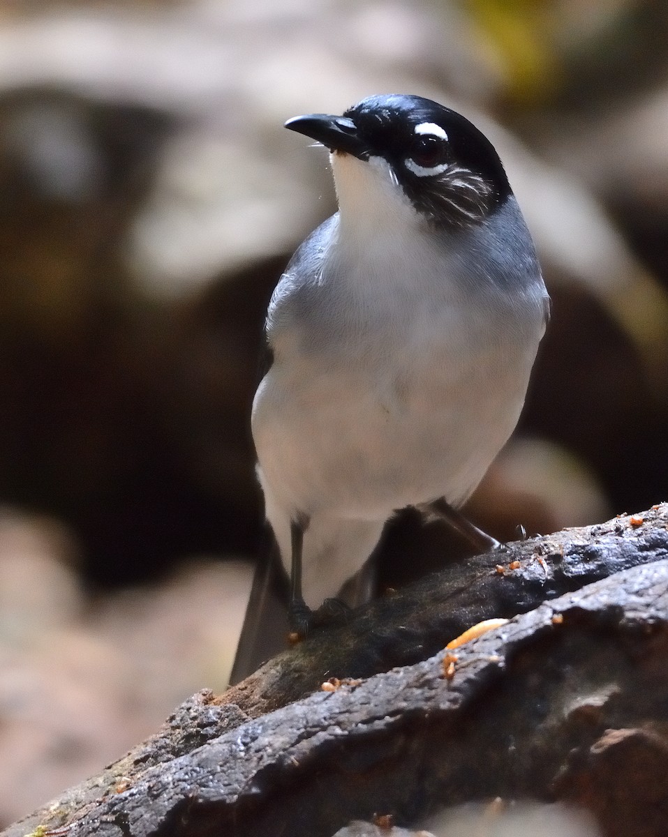 Black-headed Sibia (Lang Bian) - ML635622838