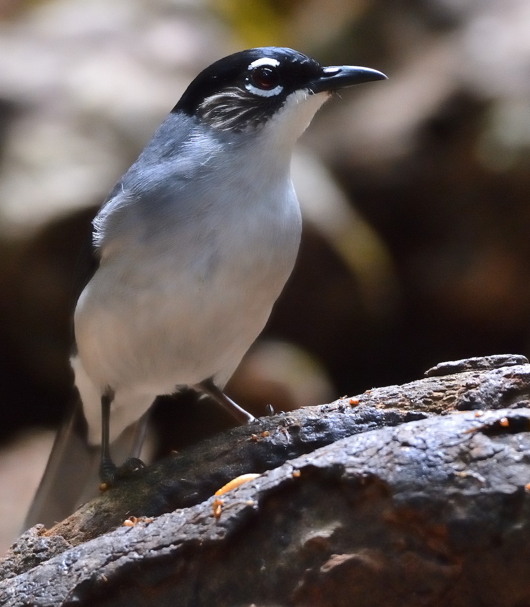 Black-headed Sibia (Lang Bian) - ML635622839