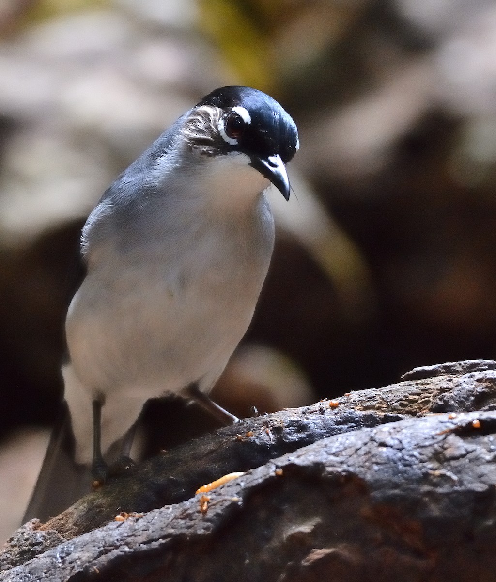 Black-headed Sibia (Lang Bian) - ML635622840