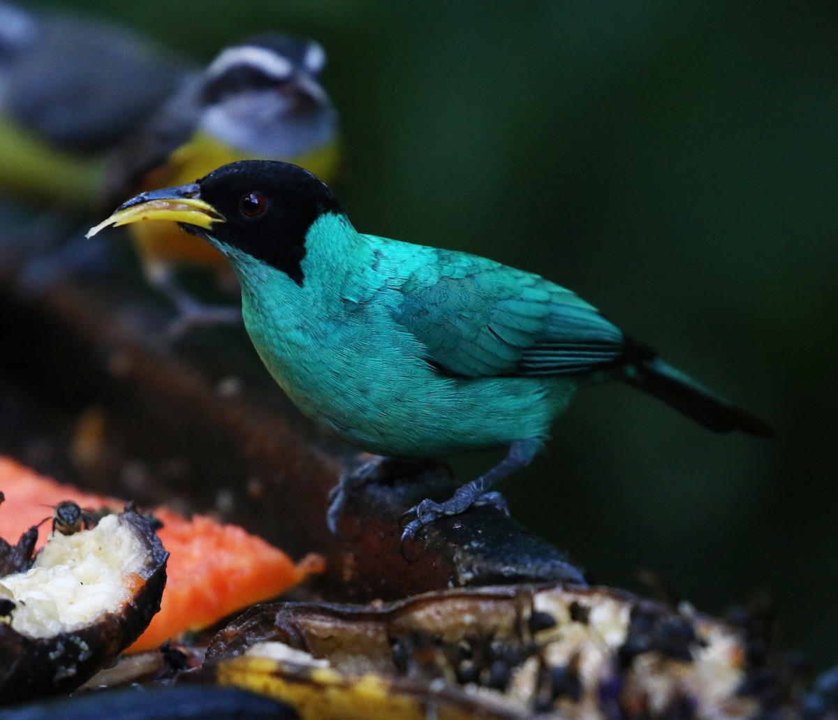 Green Honeycreeper - ML635623186