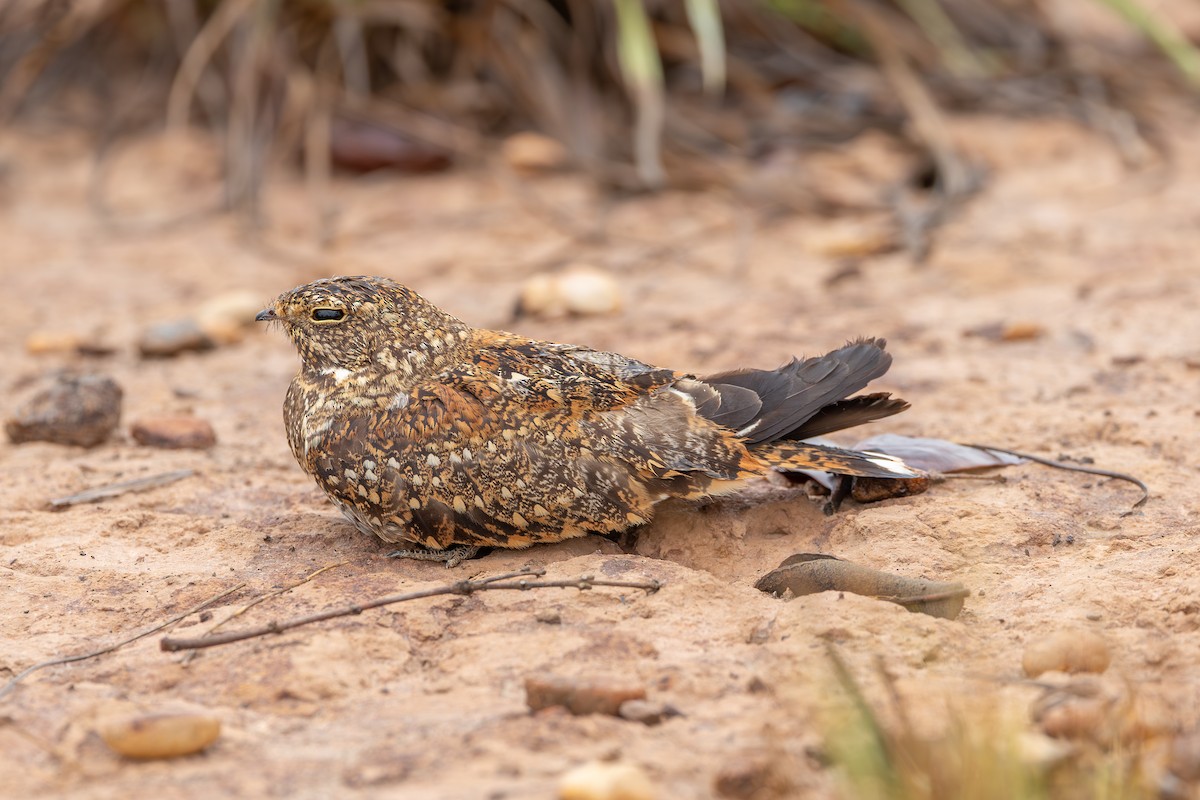 Least Nighthawk - ML635623221