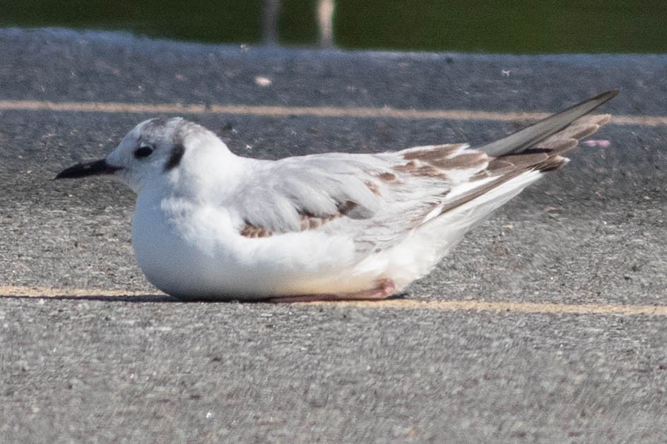 Bonaparte's Gull - ML635623375