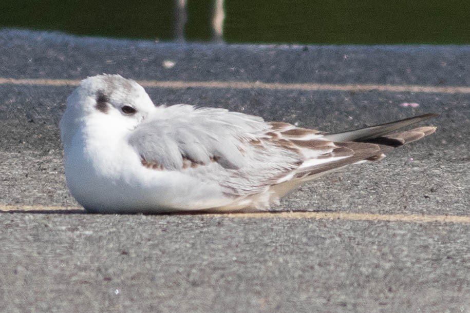Bonaparte's Gull - ML635623376