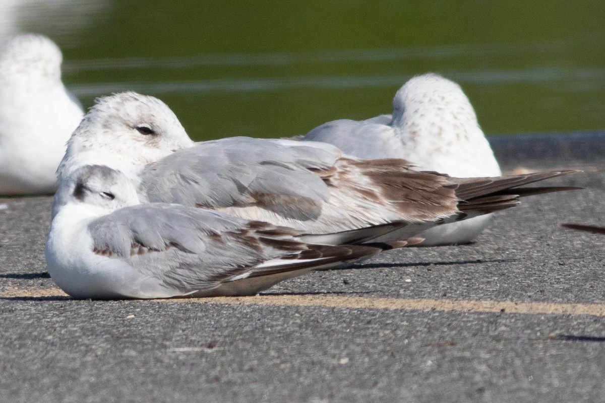 Bonaparte's Gull - ML635623377