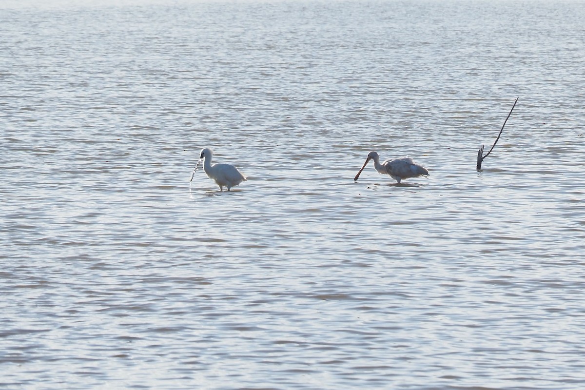 ヘラサギ - ML635623399