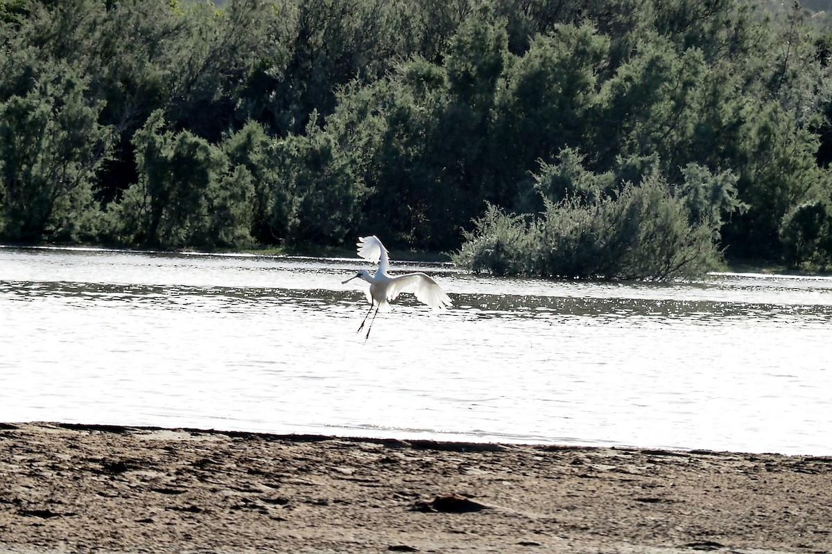 ヘラサギ - ML635623404