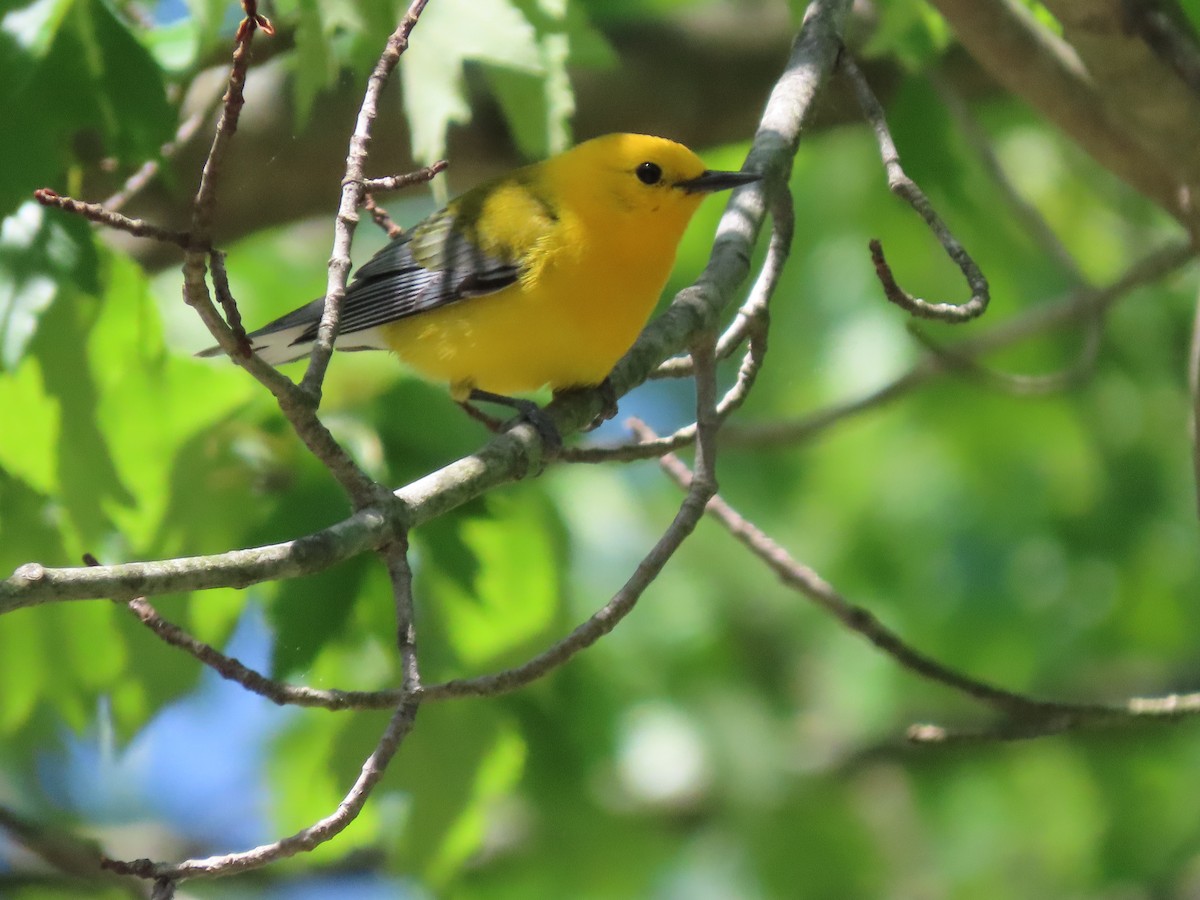 Prothonotary Warbler - ML635623439