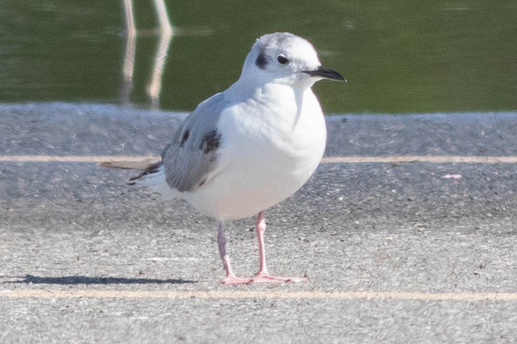 Bonaparte's Gull - ML635623497