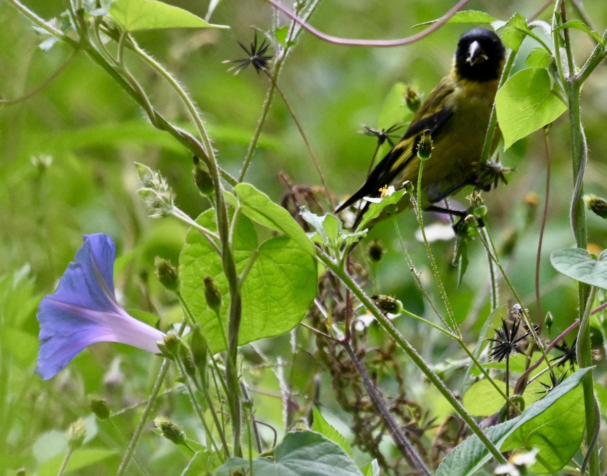 Hooded Siskin - ML635623547