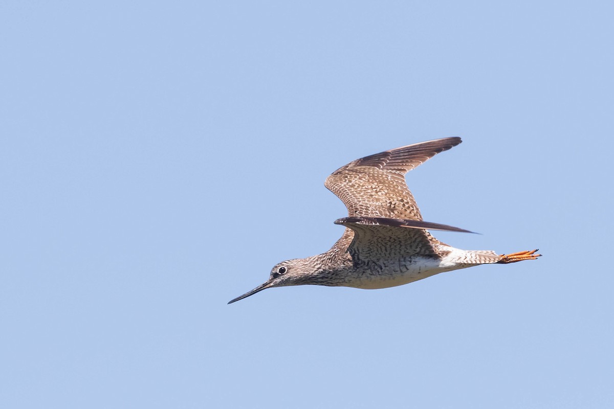 Greater Yellowlegs - ML635623636