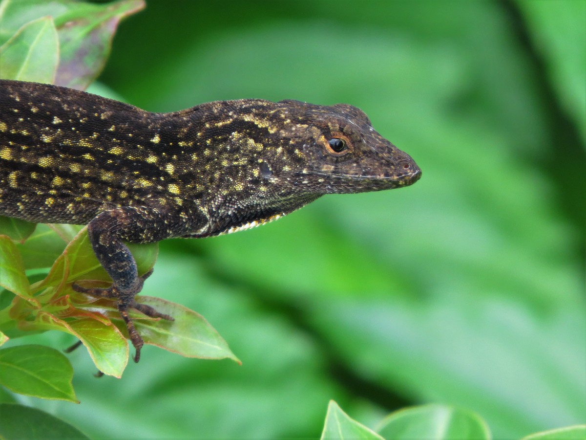 Brown Anole - ML635623671