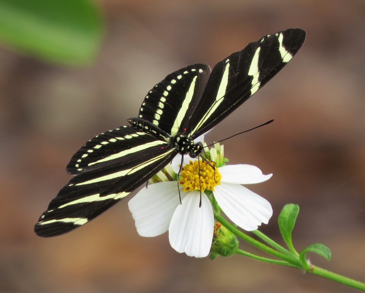Insects - ML635623821