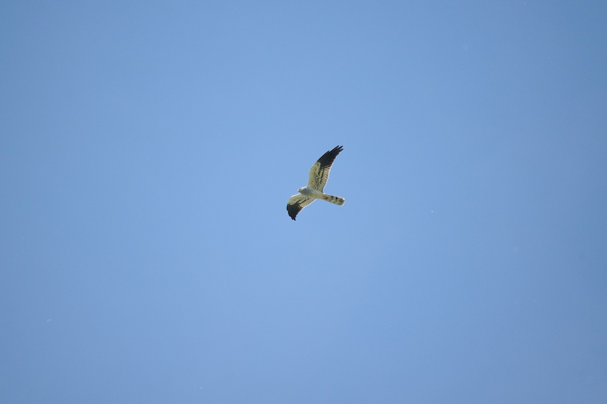 Montagu's Harrier - ML635623856
