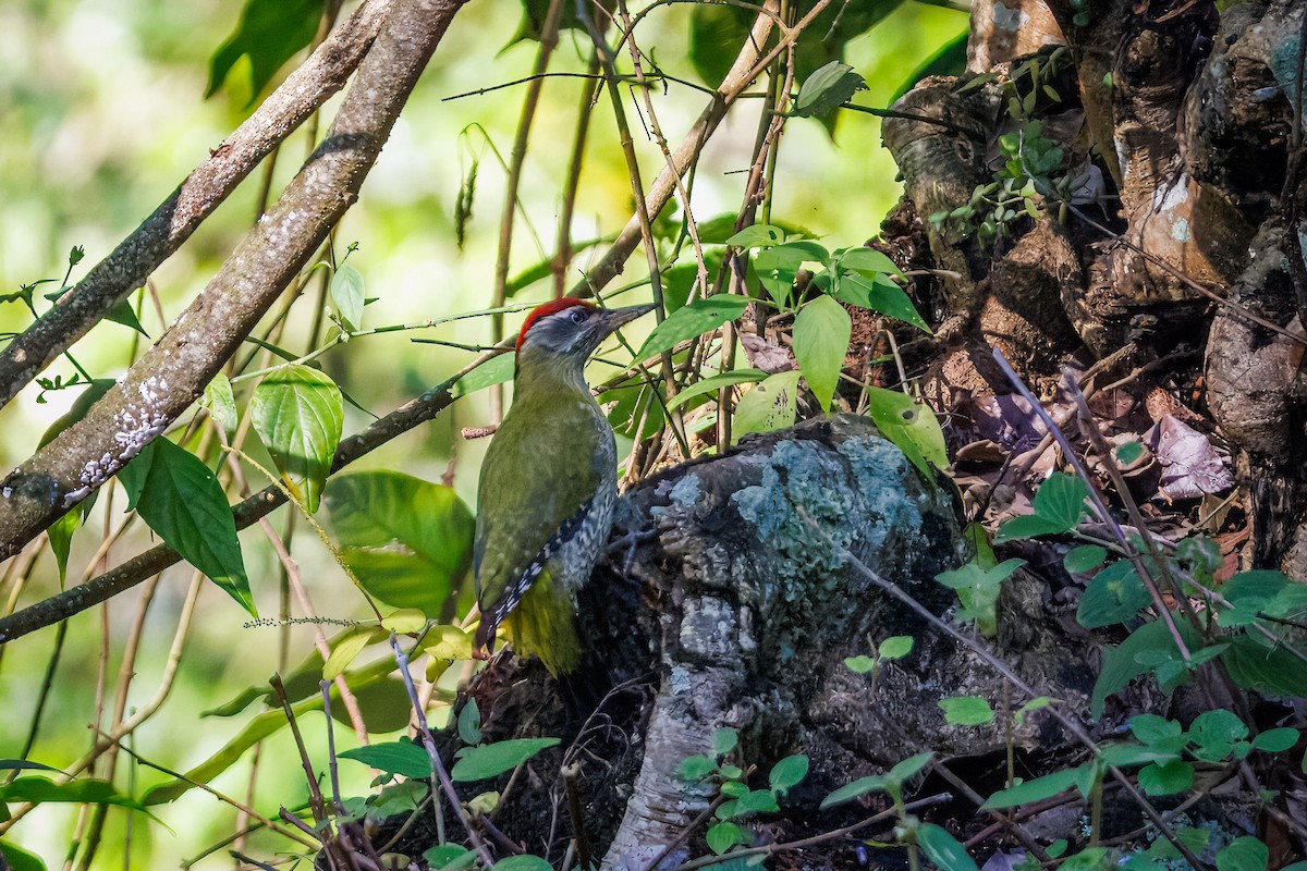 Streak-throated Woodpecker - ML635623892