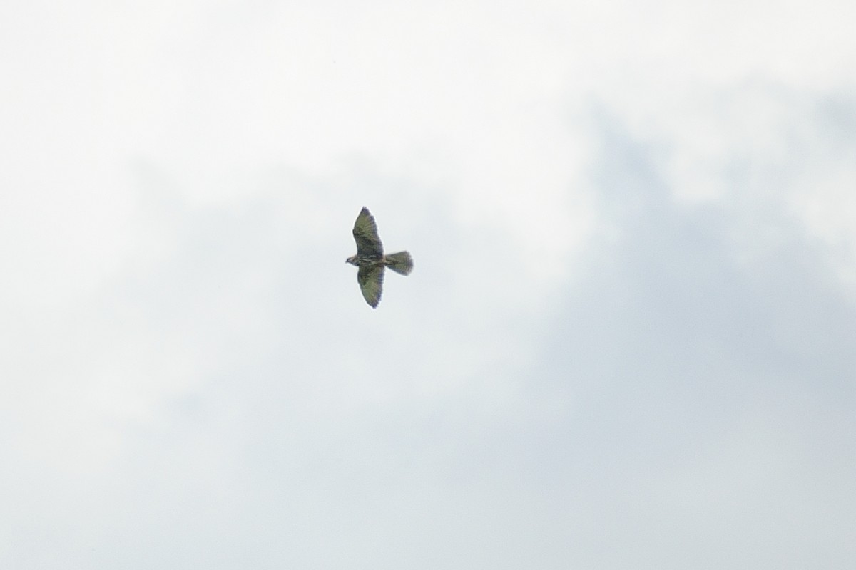 Saker Falcon - ML635623909