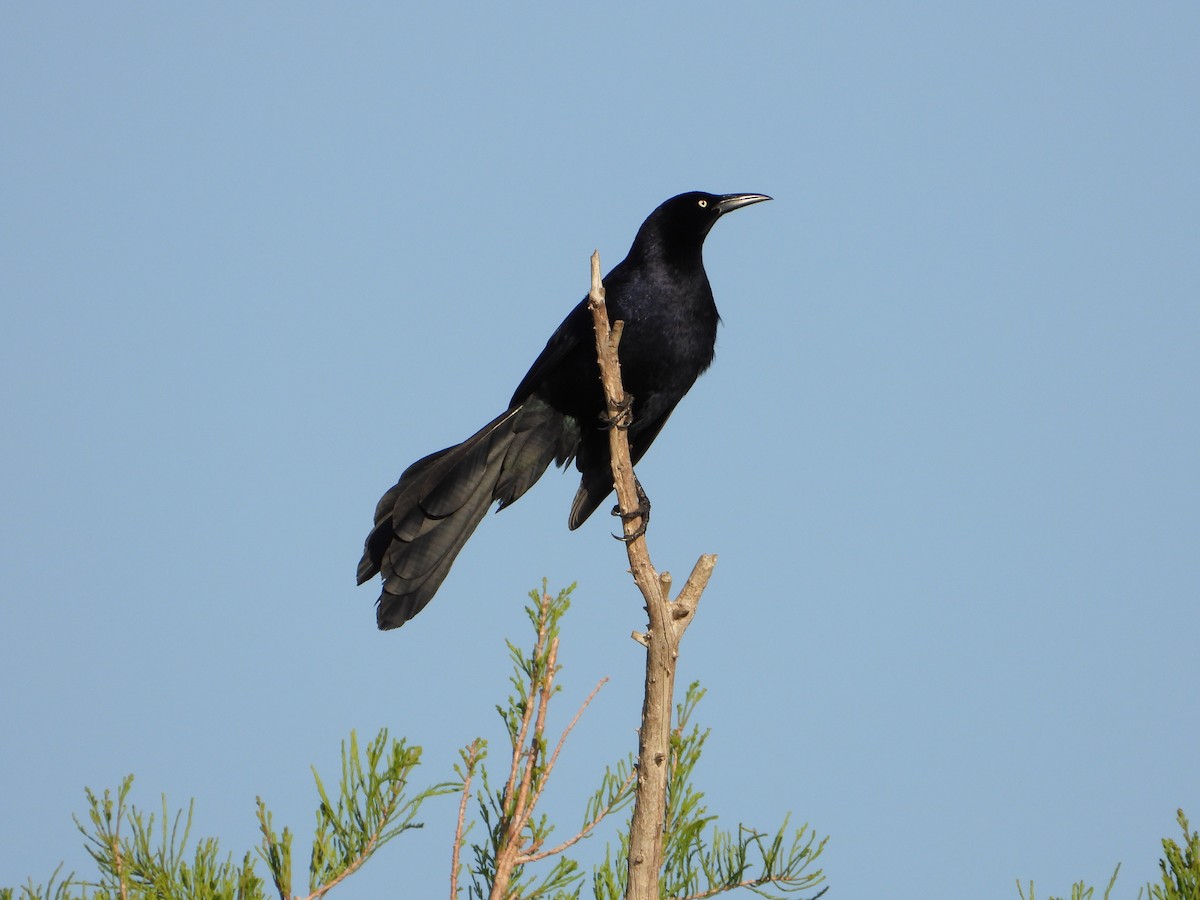 Great-tailed Grackle - ML635623923