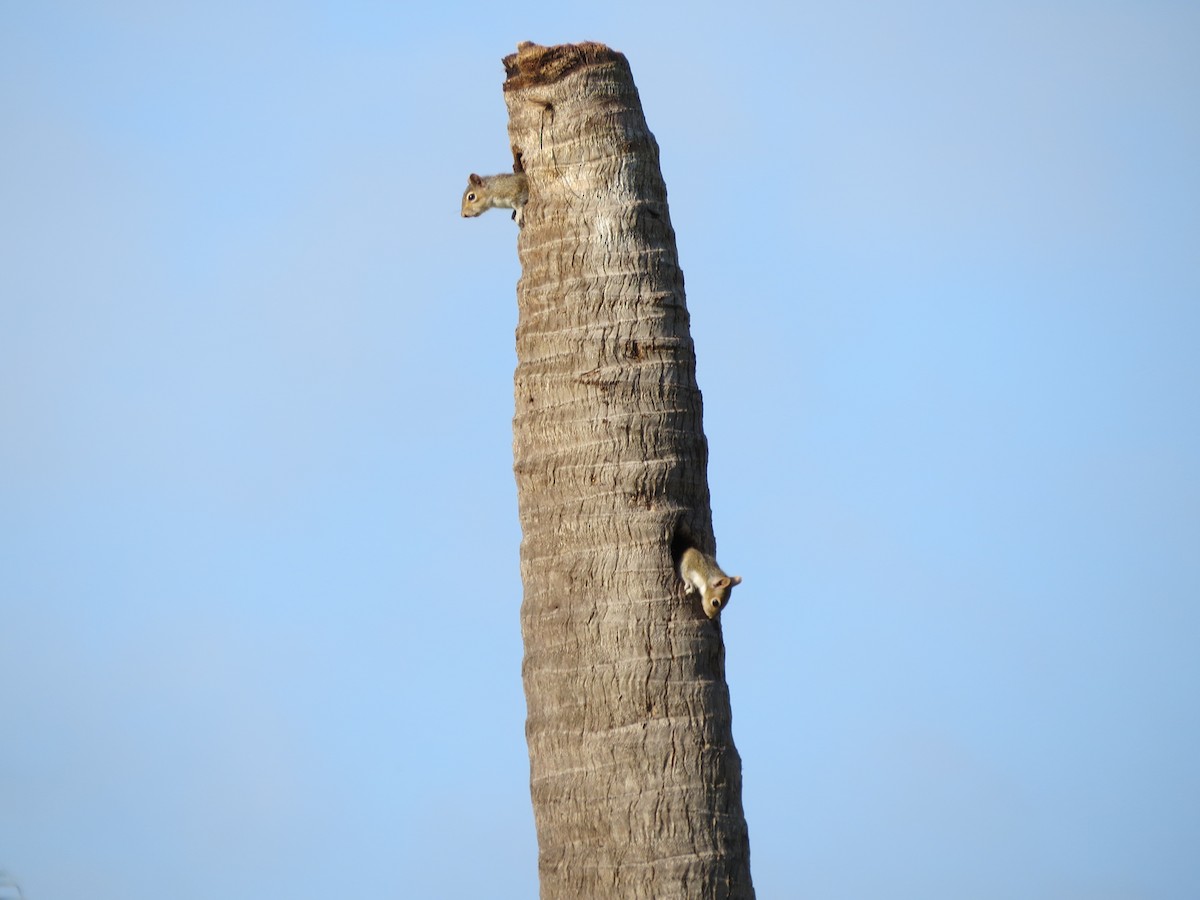 Eastern Gray Squirrel - ML635624012