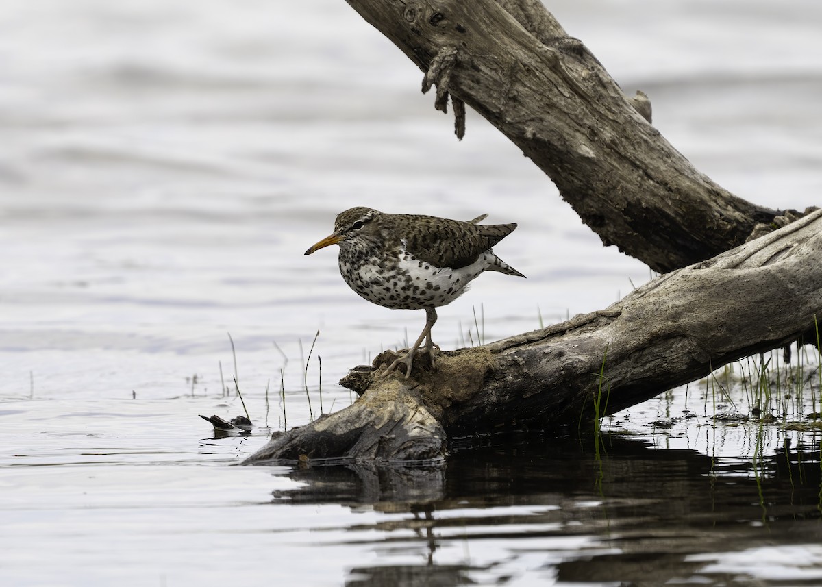 Spotted Sandpiper - ML635624104