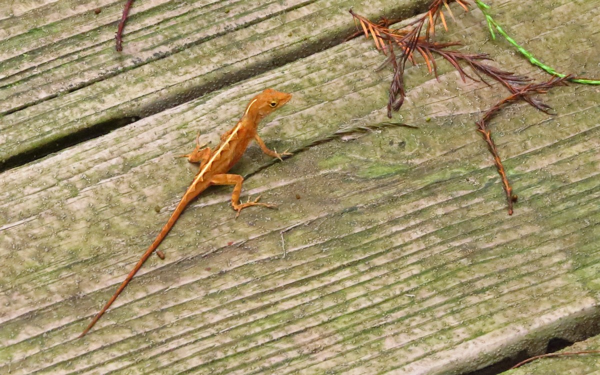 Brown Anole - ML635624129