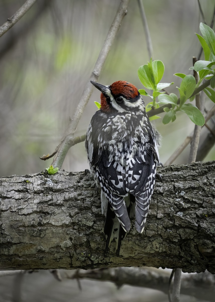 Yellow-bellied Sapsucker - ML635624162